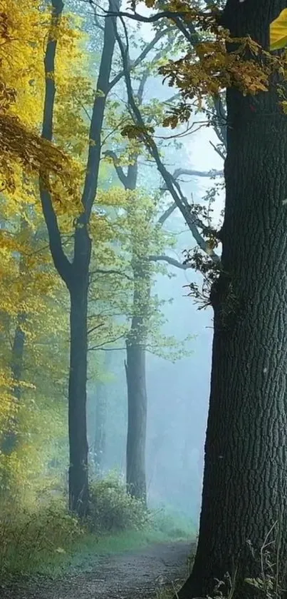 Misty forest path with yellow autumn leaves and tall trees.