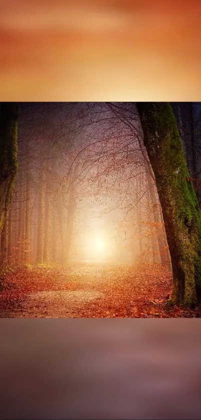 Misty autumn forest path lit by warm sunlight, ideal for a serene phone background.