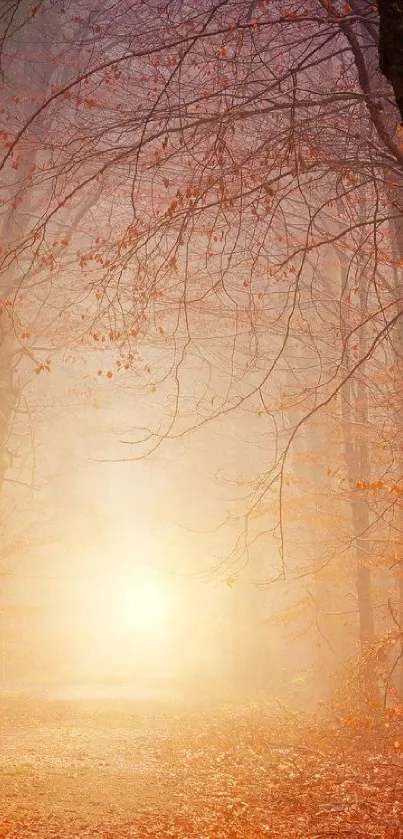 Misty autumn forest path with soft, warm light and fallen leaves.