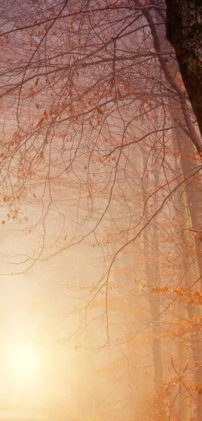 Misty autumn forest with soft sunlight glowing through fall leaves.