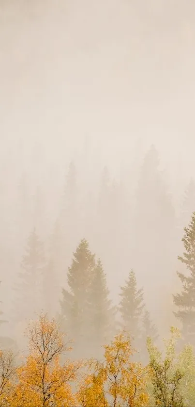 Misty forest with golden autumn trees