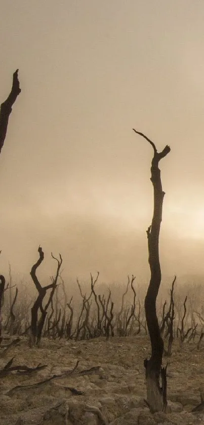 Misty landscape with barren trees in a tranquil, desolate setting.