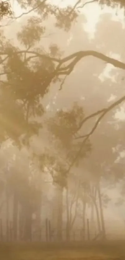 Misty forest at dawn with sunlight streaming through trees in soft brown hues.