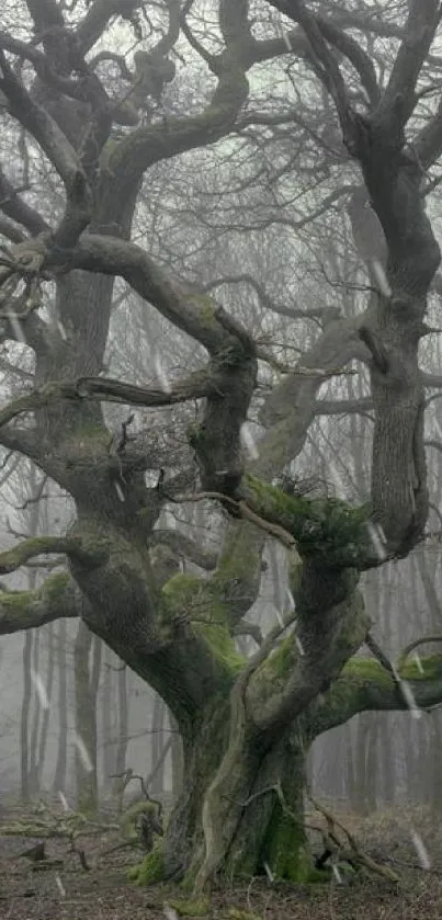 Twisted tree in a misty forest landscape, enveloped in fog.