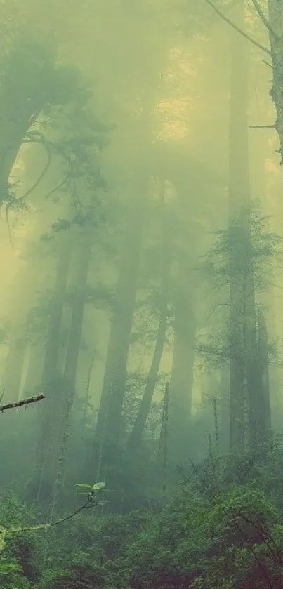 Misty green forest with tall trees covered in delicate fog.