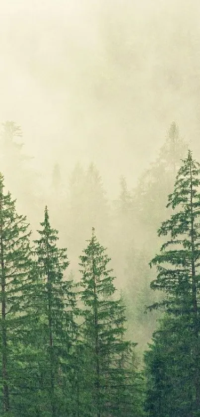 Serene misty forest with lush green pine trees enveloped in soft mist.