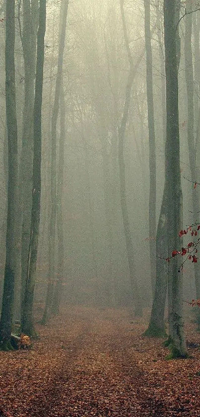 Misty forest path with towering trees and gentle fog.