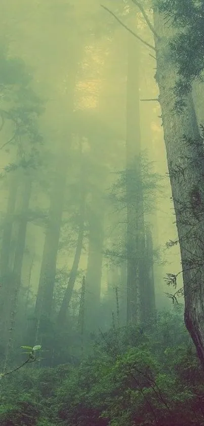 Mobile wallpaper of a misty forest with tall trees and green foliage.