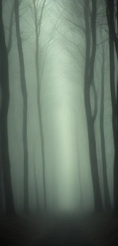 Misty forest scene with tall trees and foggy atmosphere.