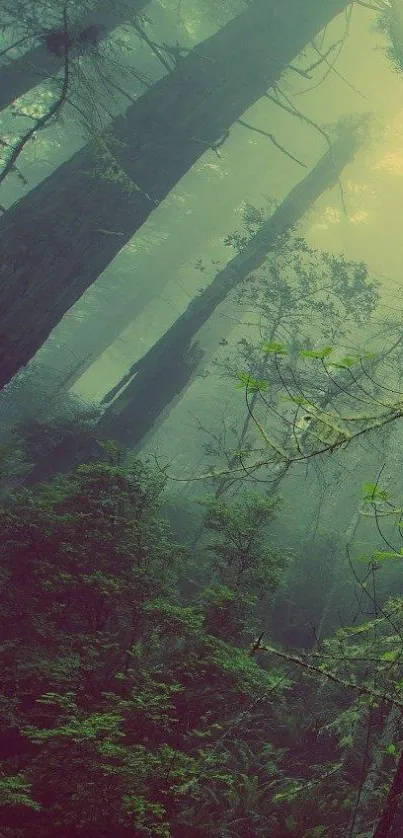 Misty forest landscape mobile wallpaper with towering trees.