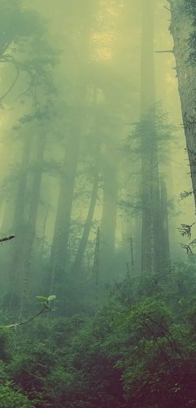 Misty forest with tall trees and lush green foliage in soft, serene light.