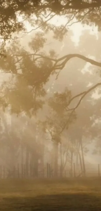 Misty forest scene with light rays through trees, perfect mobile wallpaper.