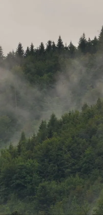 Misty forest with lush green trees and fog