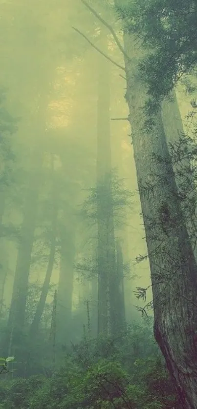 Misty forest with tall trees and hazy green atmosphere.