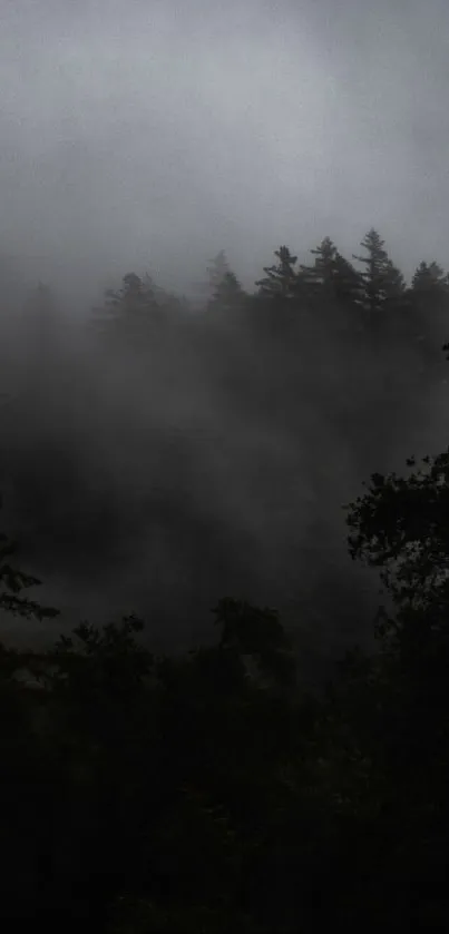 Misty forest with fog-covered trees creating a serene landscape.