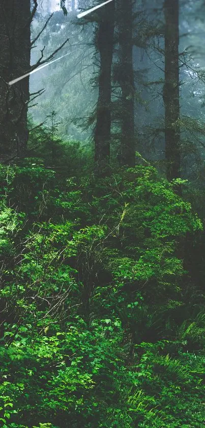 Lush misty forest with tall green trees and soft sunlight filtering through.