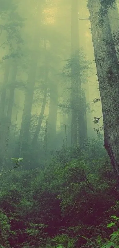 Misty forest wallpaper with tall trees and lush greenery.