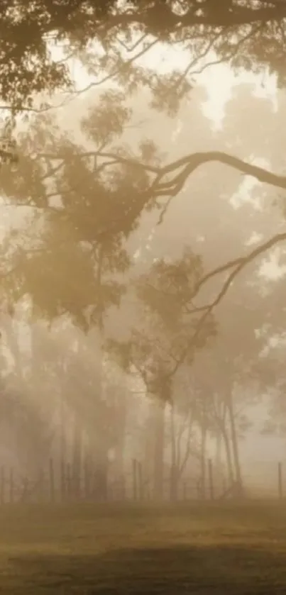 Misty forest landscape with morning light and trees