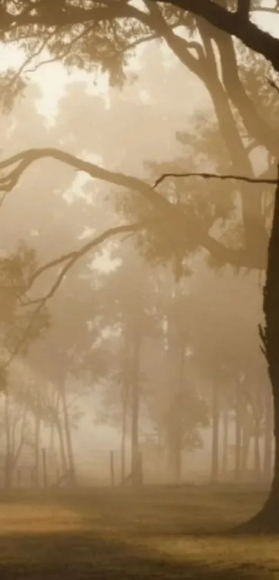 Misty forest with tall trees and soft light for mobile wallpaper.