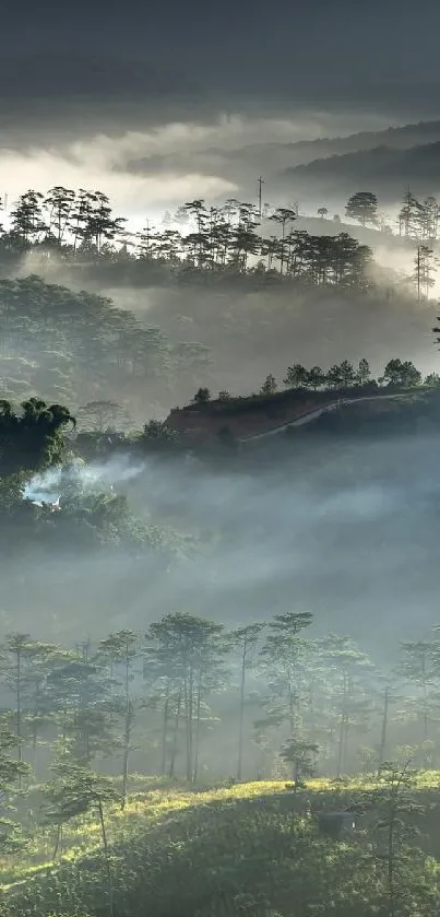 Misty forest landscape at dawn with trees.