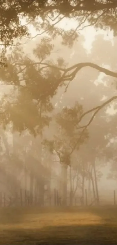 Misty forest wallpaper with morning sunlight filtering through trees.