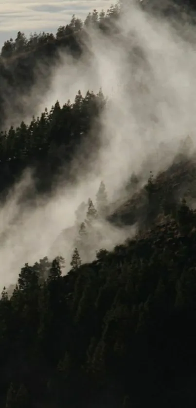 Misty forest on mountain with fog.