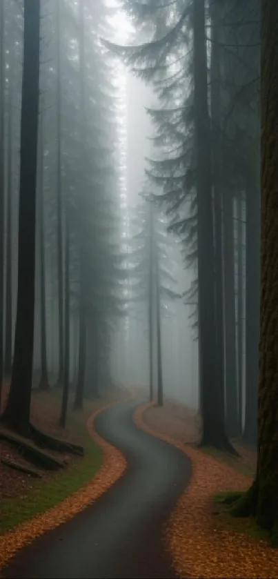 Misty forest path among towering trees.