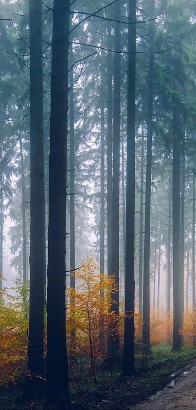 Misty forest path with tall trees and vibrant foliage.