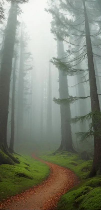 Misty forest path with lush moss and towering trees.