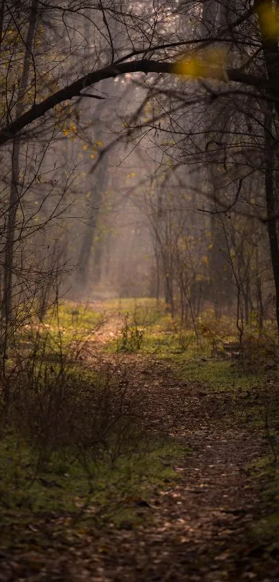 Misty forest path with tranquil atmosphere and lush greenery.