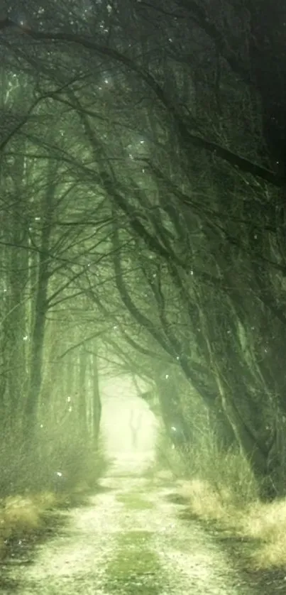 Misty forest path with green light filtering through trees.