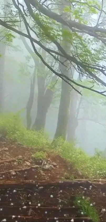 Misty forest path with lush greenery and soft diffused light.