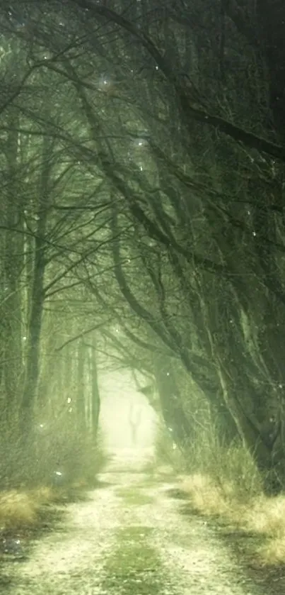 Misty forest path with tall trees and soft light.