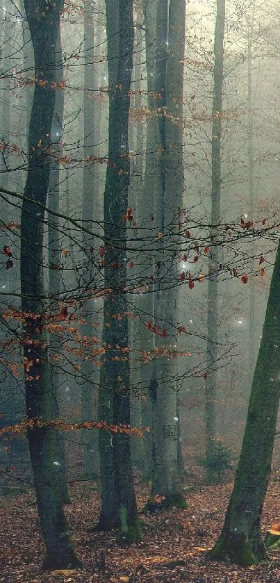 Misty forest path with tall trees and fallen leaves.