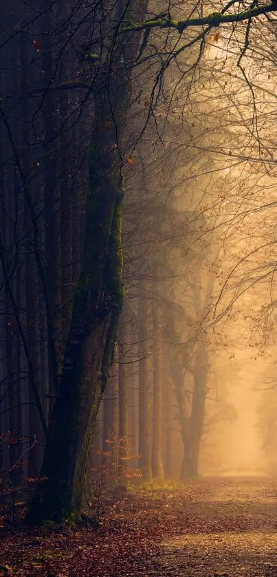 Misty forest path with sunlight and tall trees, creating a serene atmosphere.