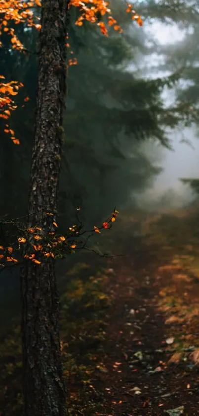 Misty forest path with lush greenery and autumn leaves on the trees.