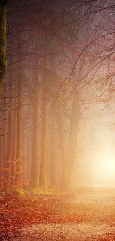 Misty forest path with autumn leaves