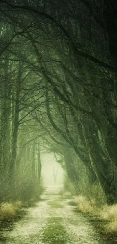 A misty path through a dense green forest.