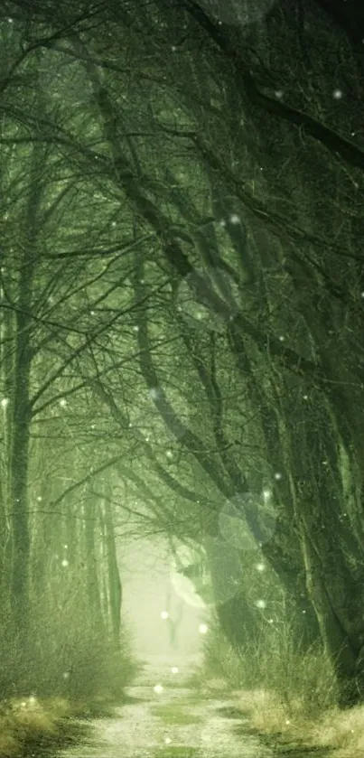 Misty green forest pathway under soft light.