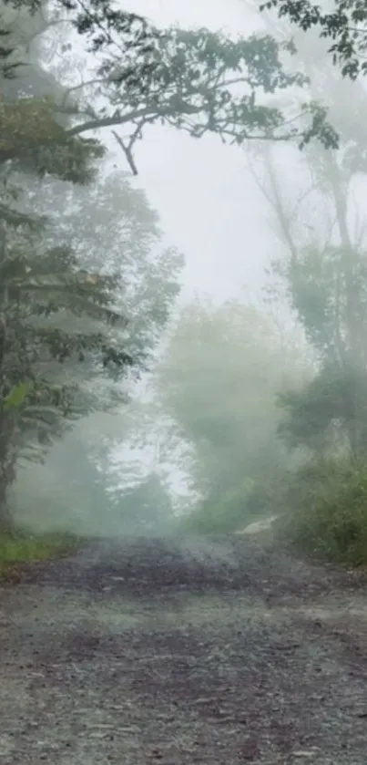 Misty forest pathway with lush green foliage and serene atmosphere.