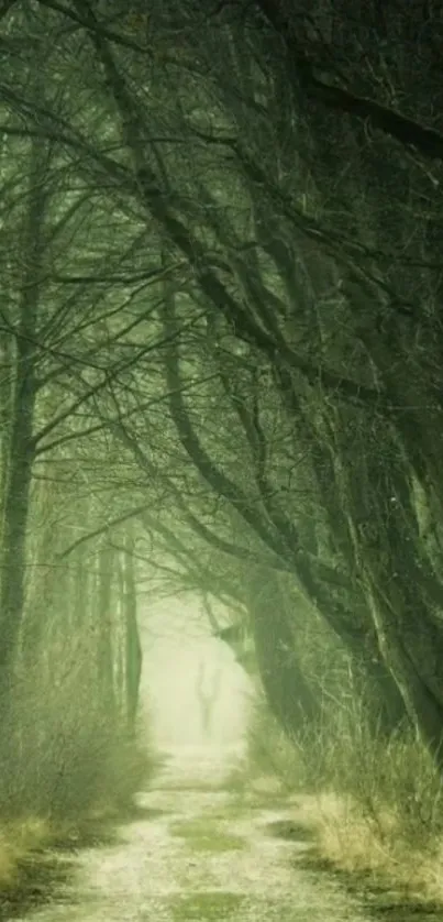 Misty forest pathway with overhanging trees.