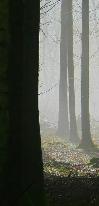 Misty forest with tall trees and fog.