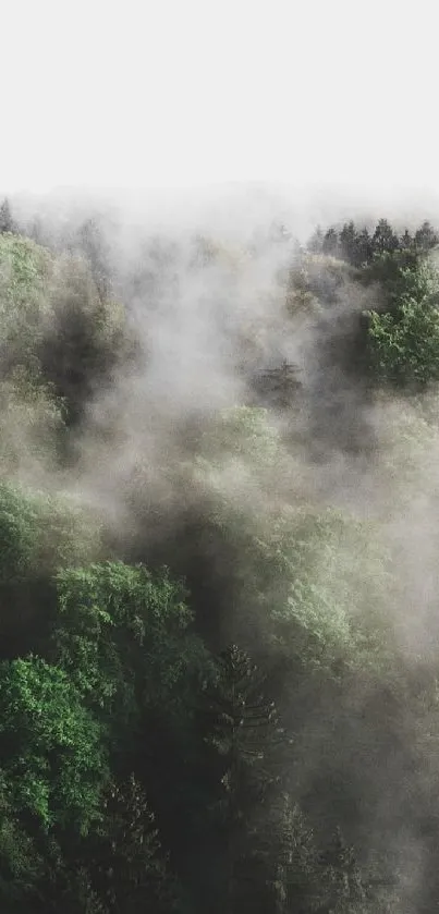 Misty green forest landscape wallpaper with fog.