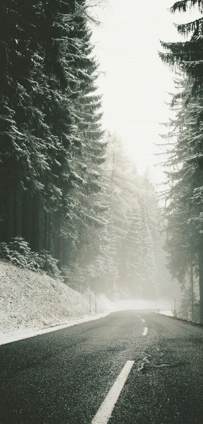 Misty forest road with tall evergreen trees and foggy atmosphere.