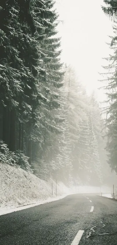 Misty forest road wallpaper with fog and snow on trees.