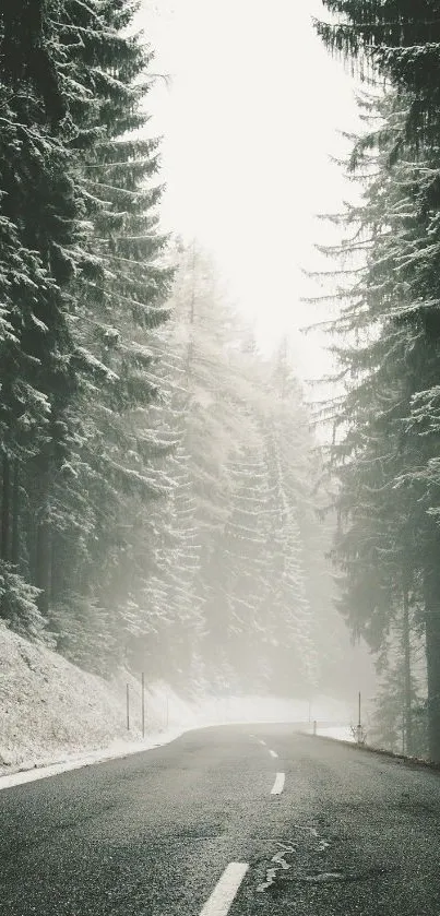 Snowy forest road surrounded by tall trees and misty winter atmosphere.