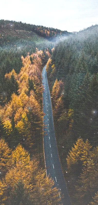 Misty forest road surrounded by autumn trees.