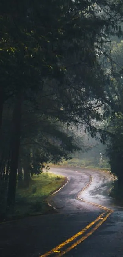 Misty forest road winding through tall trees, evoking calmness and serenity.