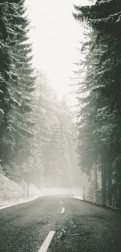 Misty forest road with tall trees and soft fog, perfect for a mobile wallpaper.