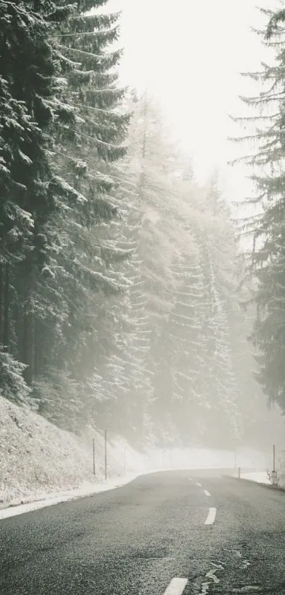 Misty road through snow-coated forest with tall pine trees.